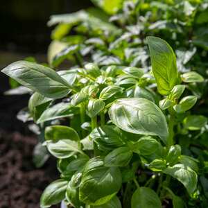 Basil 'Sweet Italian'