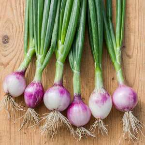 Marshalls Garden Ruby Red Onion Seeds - Mild, Sweet, approx. 250 Seeds for Pots and Gardens