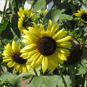 Unwins Lemon Moonshine Sunflower Seeds, 25-seed Pack
