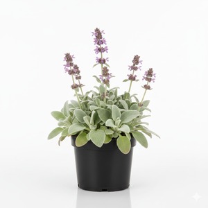 Stachys Byzantina Lamb's Ear - 1L Pot  Silvery Plant
