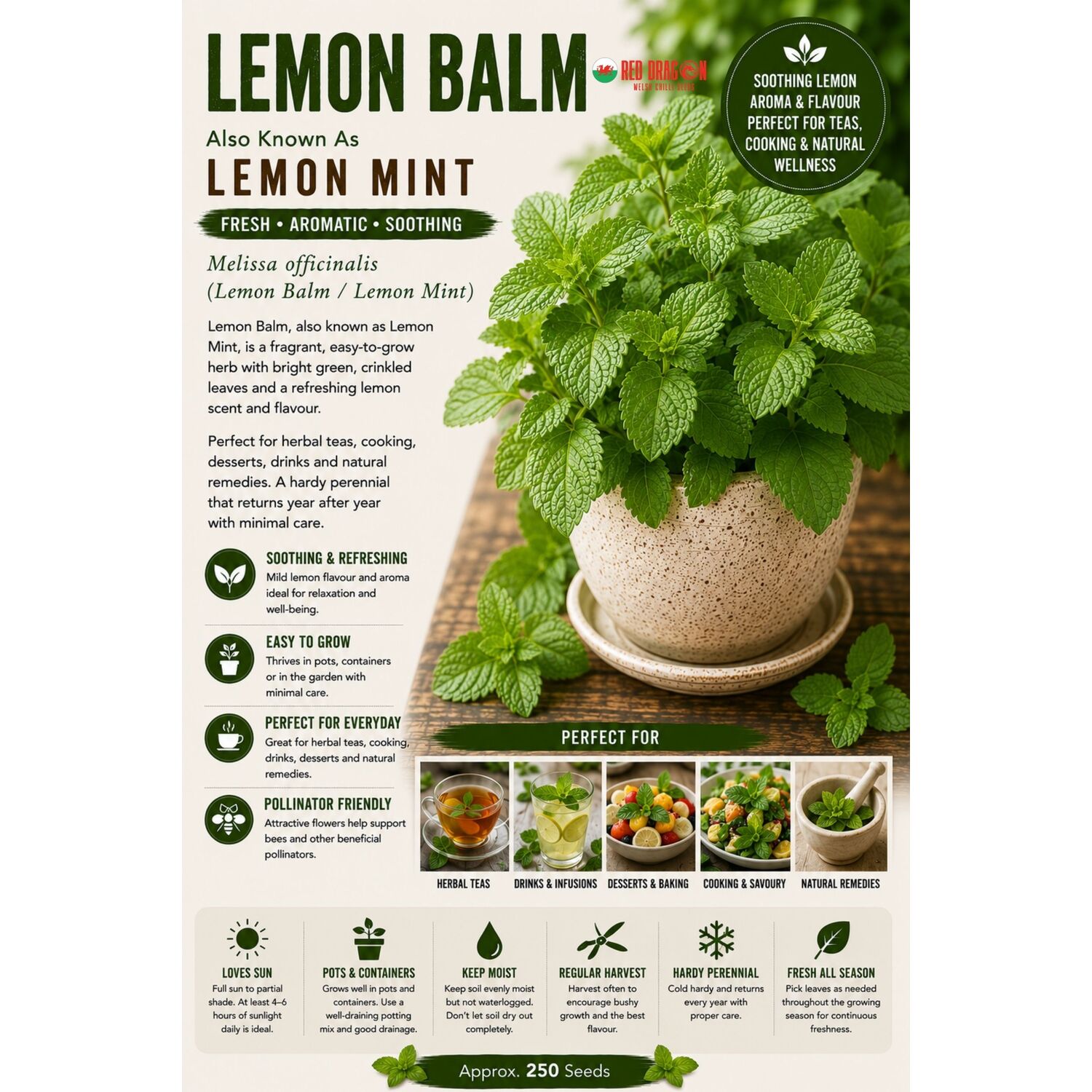 B&Q -  Lemon Balm Seeds For Home Garden Growing - Image 2