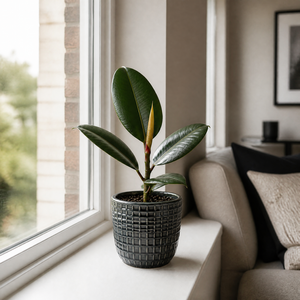 Plants By Post Ficus Robusta Rubber Plant