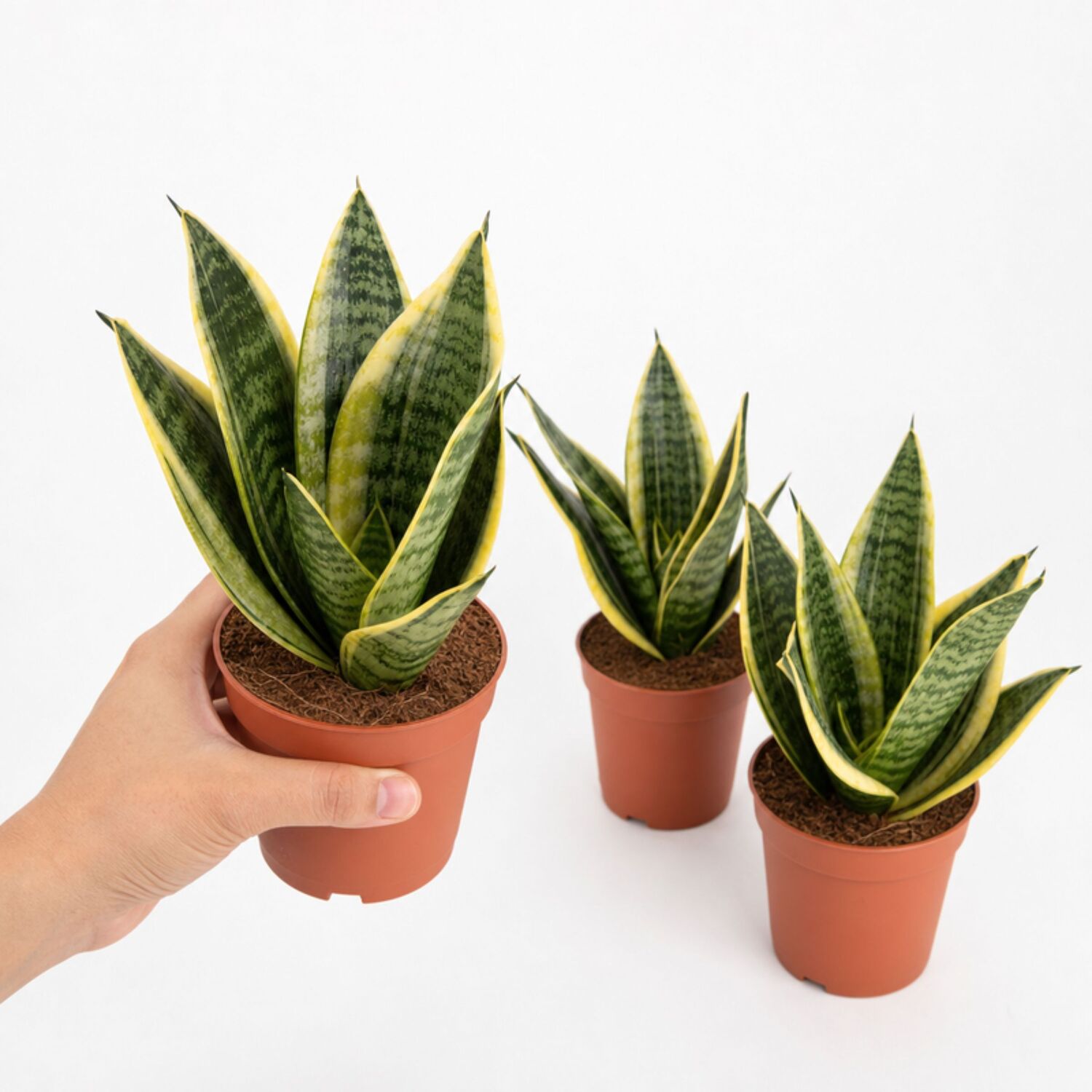 Plants By Post Sansevieria Superba Snake Plant H - Plant