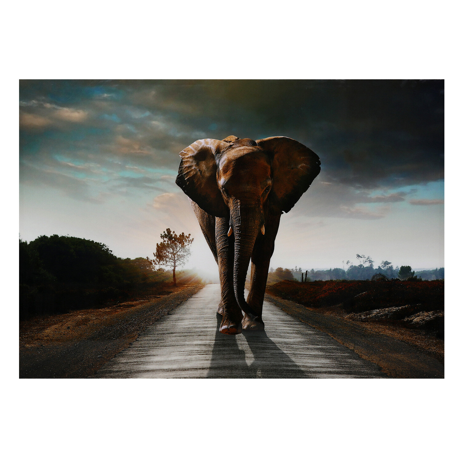 elephant wallpaper the range