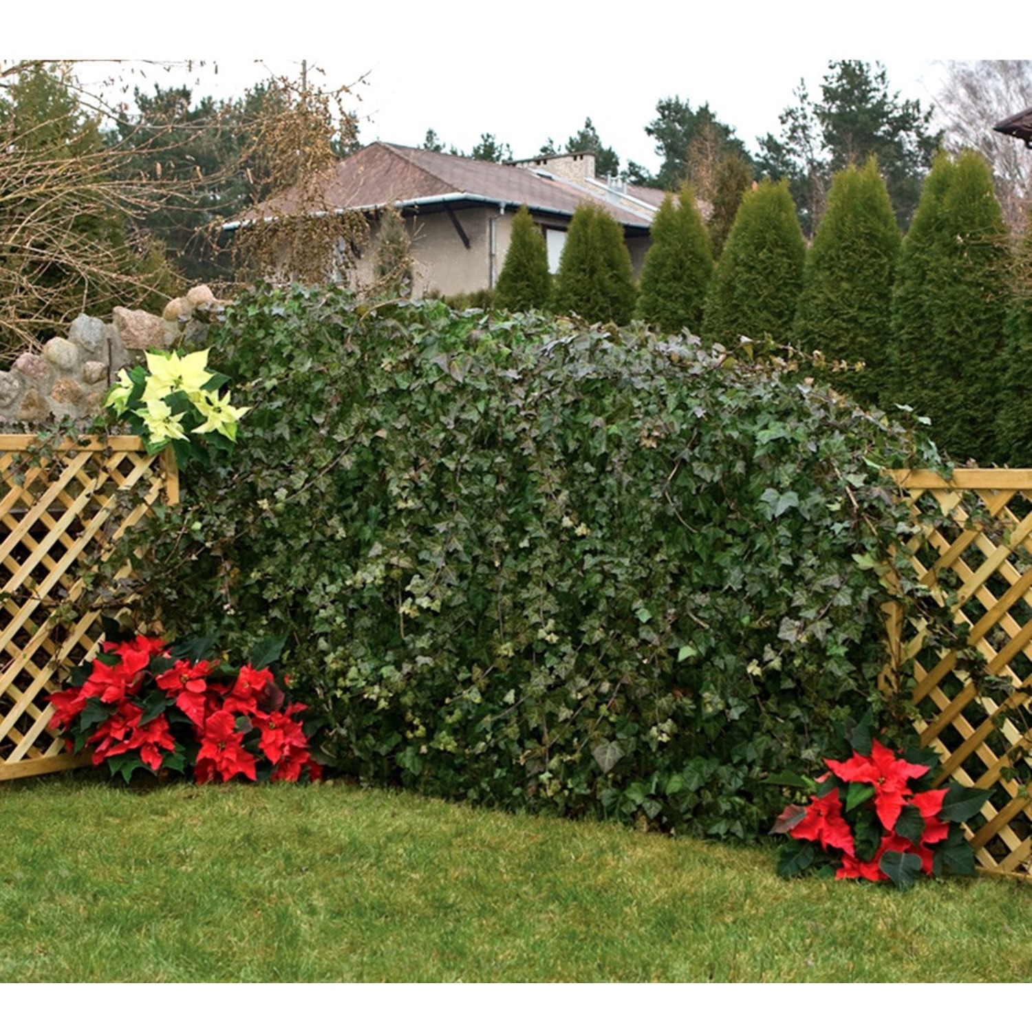 Premier Diamond Wooden Wall Mounted Trellis and Plant Support