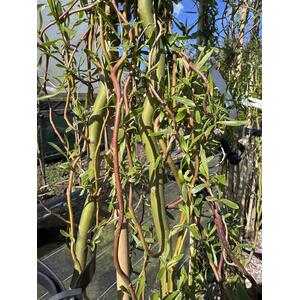 Salix Golden Curls Twisted Willow Tree 5-6ft Tall in a 7.5L Pot