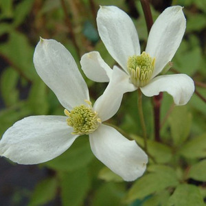 Clematis Montana Wilsonii White Flowering Vine Climbing Plant