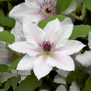Clematis The Countess of Wessex Evipo073 Plant