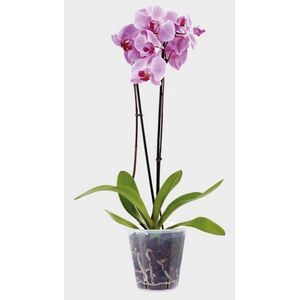 Stewart Clear Pot