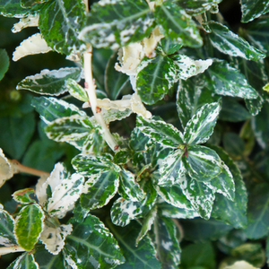 Euonymus Harlequin Variegated Evergreen Shrub Garden Plant