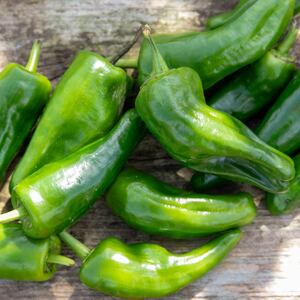 Marshalls Garden Chilli Plant 'Padron' Pack of 3 9cm, Capsicum annuum for Pots and Patios