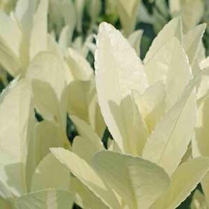 Marshalls Garden Euonymus 'Himalaya' (Euonymus japonicus)
