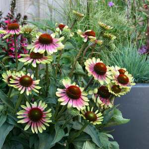 Marshalls Garden Echinacea 'Green Twister' 9cm pot perennial two-tone green and pink flowers