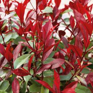Photinia 'Red Robin' Hardy Evergreen Shrub with Bright Red Spring Foliage 9cm Plant