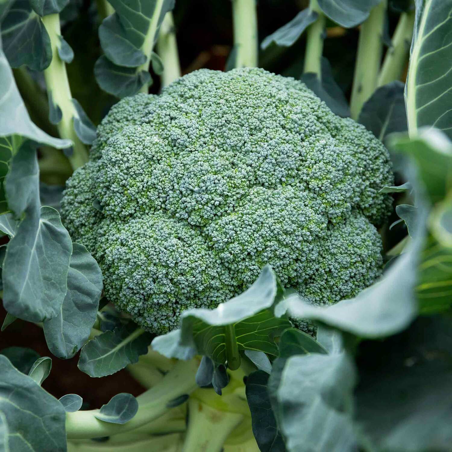 Marshalls Garden Kale Seeds Cavolo Nero - Green