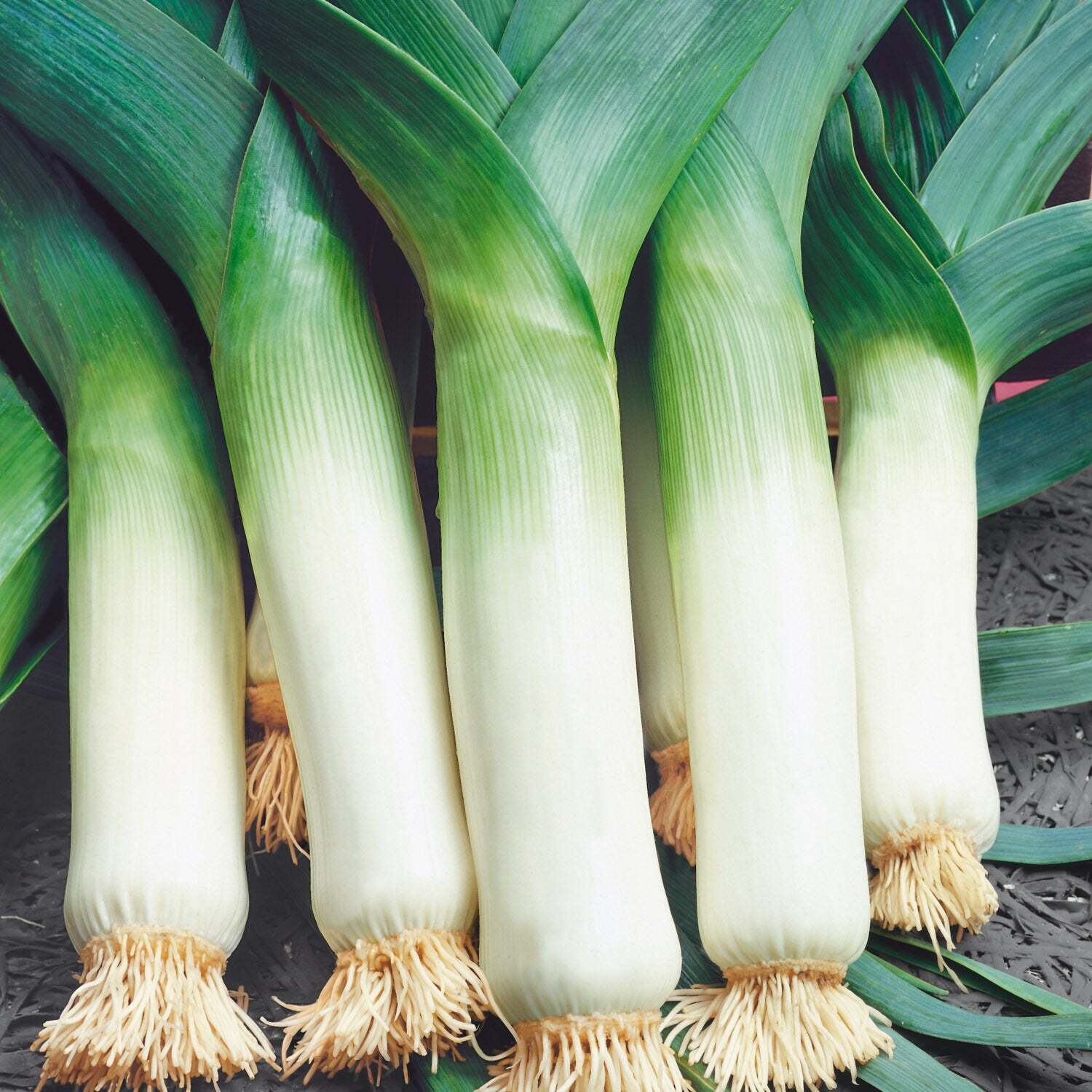 Unwins Leek Seeds Winter Giant 2 - Green