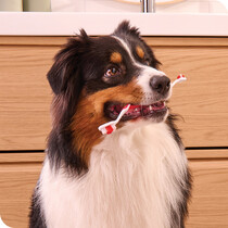 Dog Dental Care