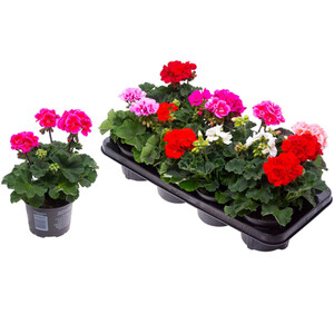 Fragaria Strawberry Plant - Early Mix / 20cm
