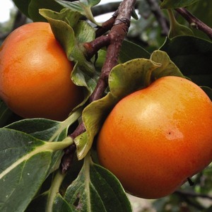 Persimmon Diospyros Kaki Sharon Fruit Tree