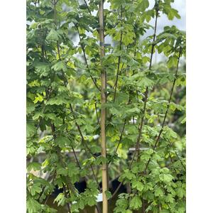 Acer Campestre Elegant Field Maple Tree 3-4ft in a 3 Litre Pot