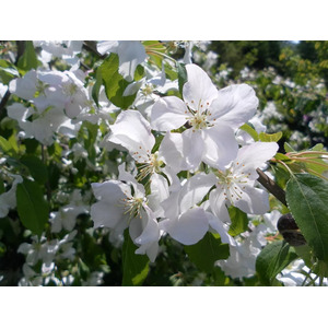 Malus John Downie Crab Apple Fruit Tree 5ft Tall Supplied in a 7.5 L