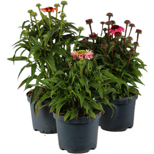 Agapanthus Blue 13cm - Blue