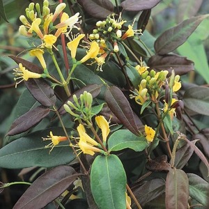Lonicera Henryi Copper Beauty Yellow Flowering Climbing Plant