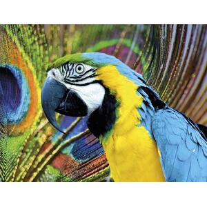 Multicoloured Macaw 500 Piece Jigsaw Puzzle