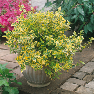 Pack of 3 Euonymus Emerald Gold 10.5cm Variegated Evergreen Garden Shrub Plants