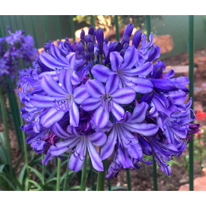 Marshalls Garden Agapanthus Plant 'Poppin Star'