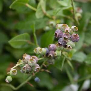 Marshalls Garden Blueberry Northcountry