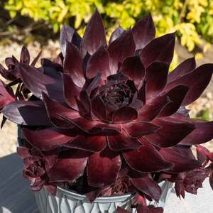 Marshalls Garden Sempervivum 'semps Onyx'