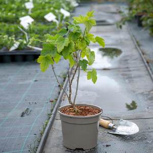 Marshalls Garden Blackcurrant 'Big Ben'