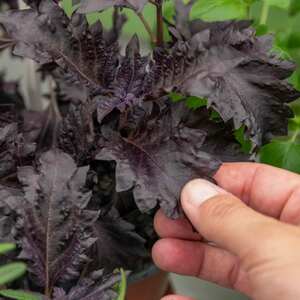 Marshalls Garden Basil 'Purple Ruffles' Seeds - Deep Purple Culinary and Ornamental Basil