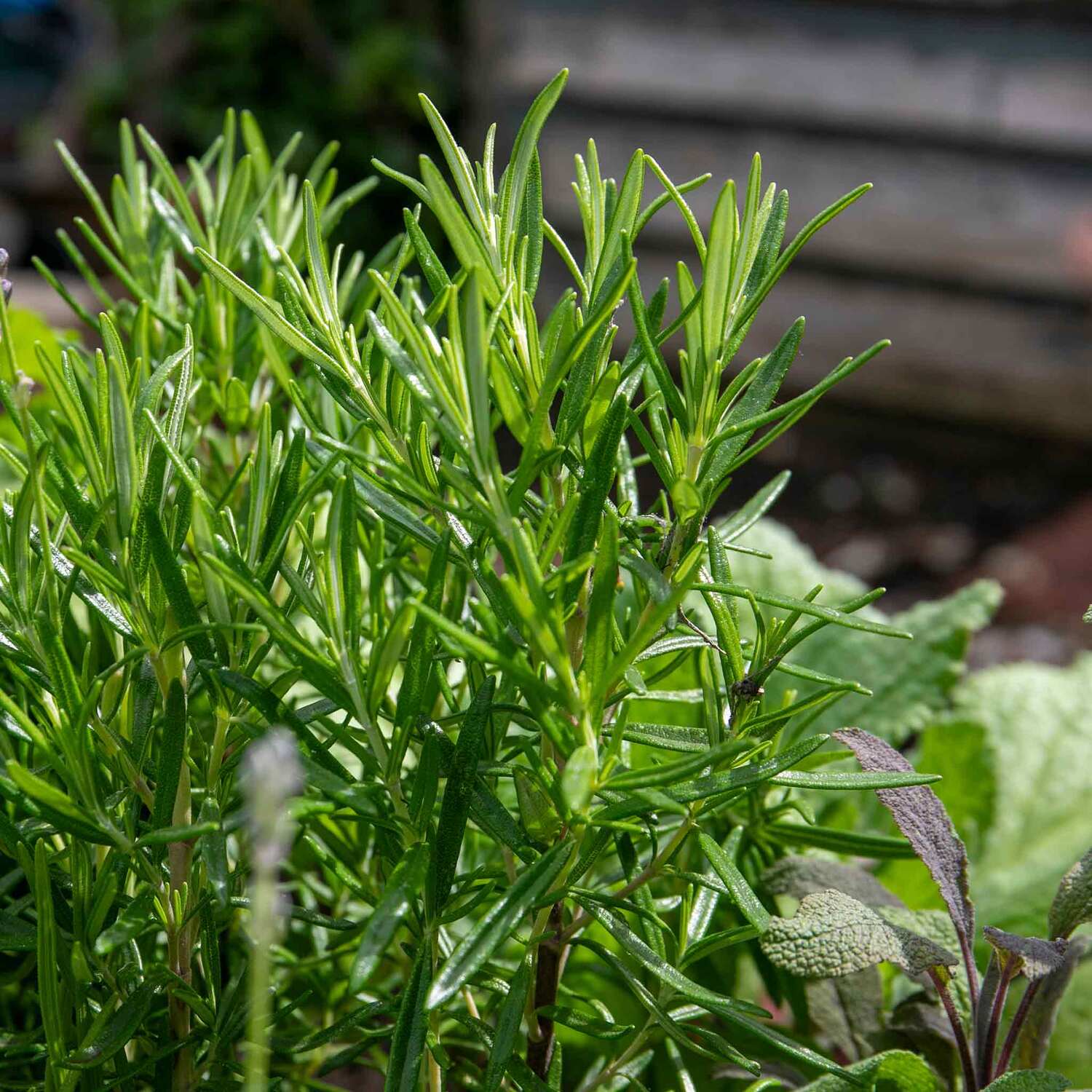 Marshalls Garden Upright Rosemary Plant, Hardy Fragrant Perennial, Pollinator-Friendly - Green