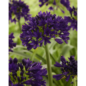 Marshalls Garden Agapanthus Plant 'Blackjack'