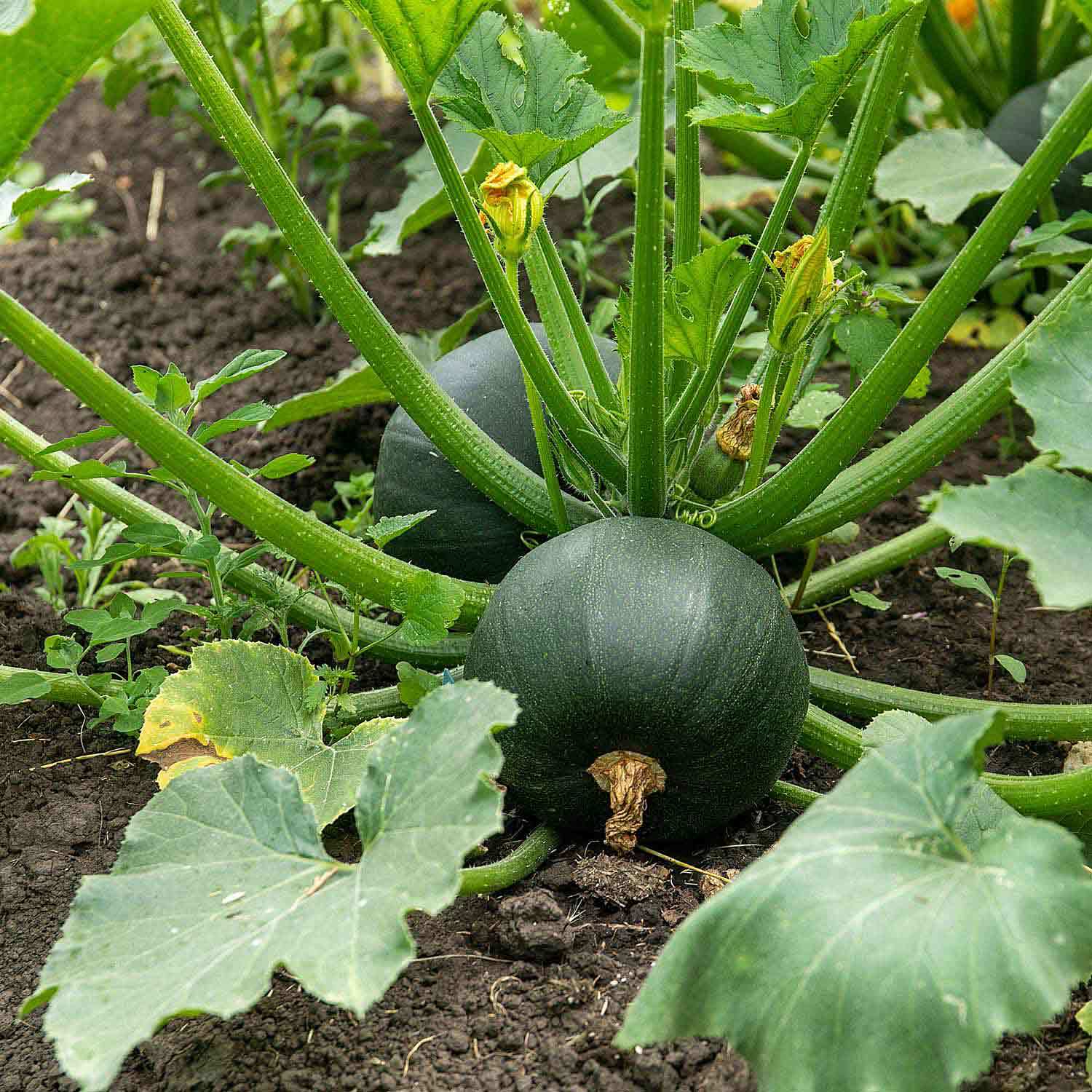 Marshalls Garden Beetroot Seeds Monika - Purple