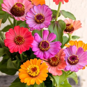 Marshalls Garden Zinnia 'Forecast' Seeds - 130 seeds, pompon blooms