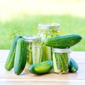Cucumber Seeds 'Goblin' - Compact, High-Yield Patio Variety