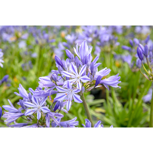 Marshalls Garden Agapanthus Plant 'Charlotte'