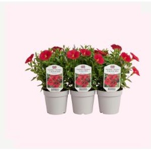 Diascia Flying Colours Red - 3 Potted Plants
