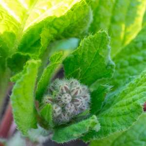 Borage Plant