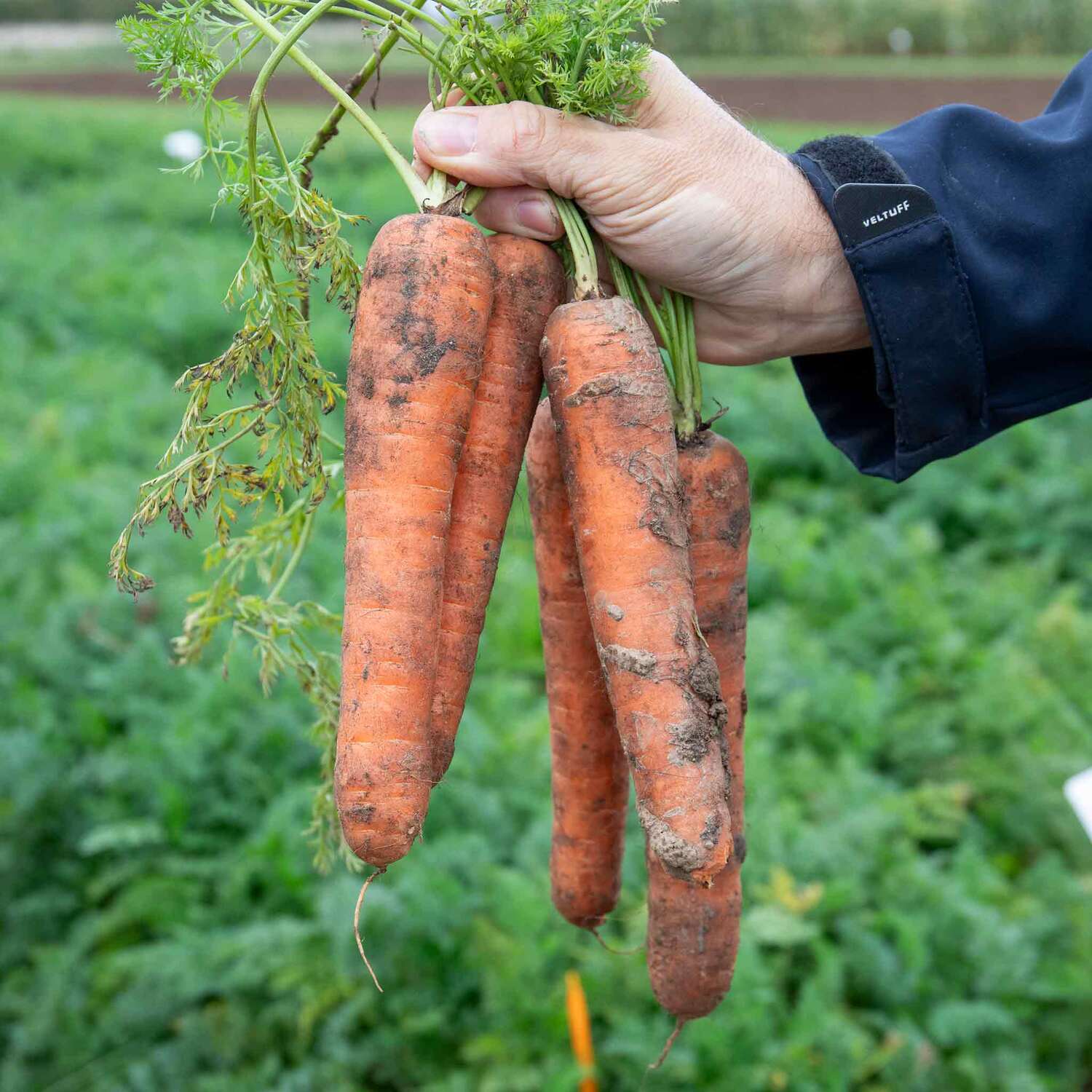 Marshalls Garden Nandor F1 Carrot Seeds, High-Yield Nantes Type - Green