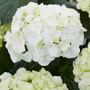 Plant Theory Hydrangea Macrophylla Snowball Hydrangea Schneeball 14cm Pot