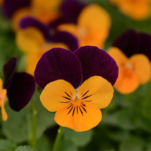 3 x Pansy Sorbet Orange Jump Up Viola Autumn Bedding 9cm Pot