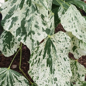 Plant Theory Alley Cat American Redbud Tree Cercis Canadensis 12L Pot 1.2 - 1.5m