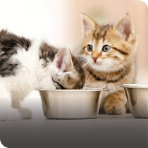 Kitten Food & Treats