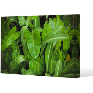 Abstract background of dark green leaves Canvas Print