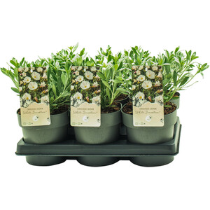 Lavandula Stoechas Anouk - Purple
