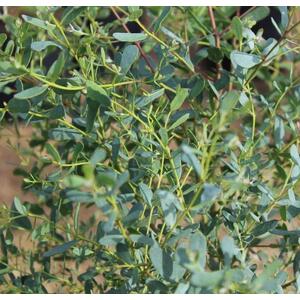 Eucalyptus French Blue Evergreen Tree 6ft Tall, 12L Pot by Directplants